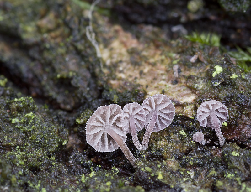 Mycena meliigena